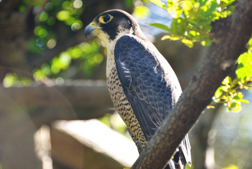 World of Birds Wildlife Sanctuary.